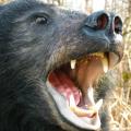 Black Bear closeup Black Bear closeup